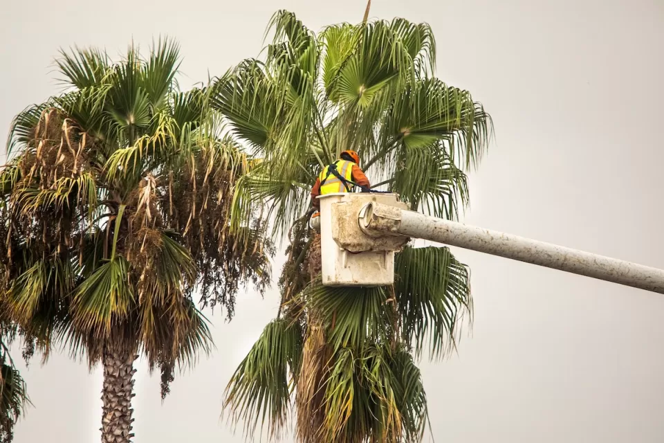 Worker trims tall palm tree.